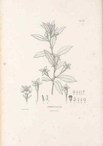 Reproducción/Reproduction 49521982272: Nova genera et species plantarum :. Antverpiae :Ex officina Christophori Plantini ...,1576.. 