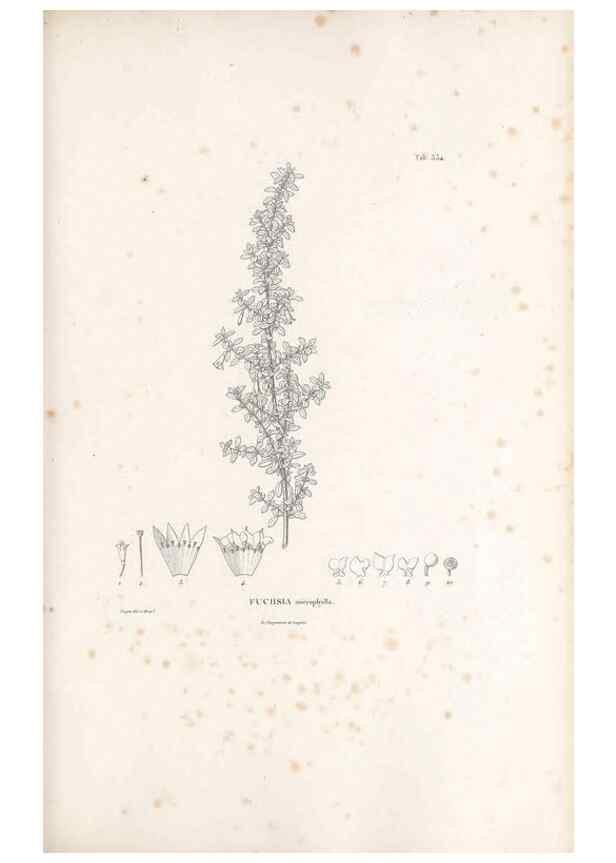 Reproducción/Reproduction 49521770171: Nova genera et species plantarum :. Antverpiae :Ex officina Christophori Plantini ...,1576.. 