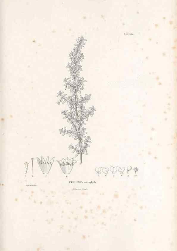 Reproducción/Reproduction 49521770171: Nova genera et species plantarum :. Antverpiae :Ex officina Christophori Plantini ...,1576.. 