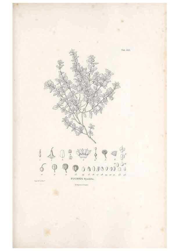 Reproducción/Reproduction 49521982757: Nova genera et species plantarum :. Antverpiae :Ex officina Christophori Plantini ...,1576.. 