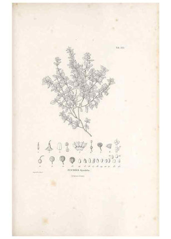 Reproducción/Reproduction 49521982757: Nova genera et species plantarum :. Antverpiae :Ex officina Christophori Plantini ...,1576.. 