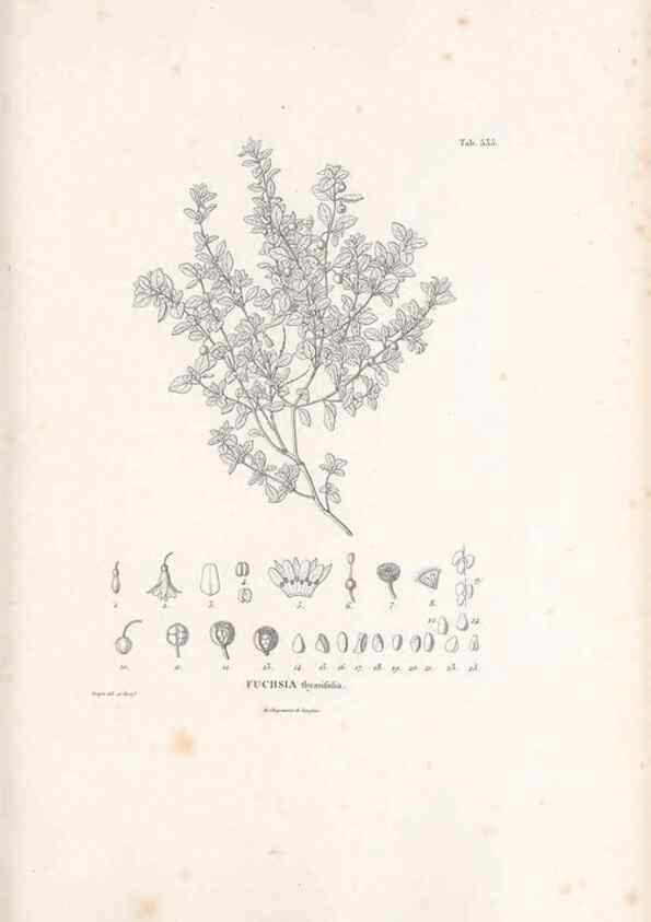 Reproducción/Reproduction 49521982757: Nova genera et species plantarum :. Antverpiae :Ex officina Christophori Plantini ...,1576.. 