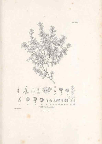 Reproducción/Reproduction 49521982757: Nova genera et species plantarum :. Antverpiae :Ex officina Christophori Plantini ...,1576.. 