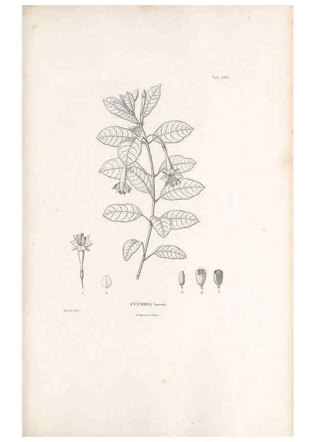 Reproducción/Reproduction 49521247293: Nova genera et species plantarum :. Antverpiae :Ex officina Christophori Plantini ...,1576.. 