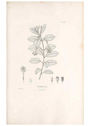 Reproducción/Reproduction 49521247293: Nova genera et species plantarum :. Antverpiae :Ex officina Christophori Plantini ...,1576.. 