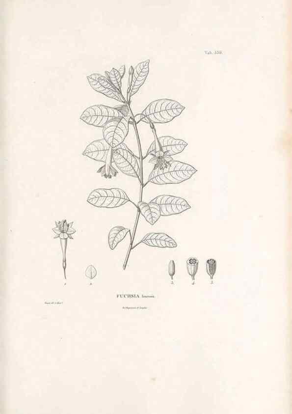 Reproducción/Reproduction 49521247293: Nova genera et species plantarum :. Antverpiae :Ex officina Christophori Plantini ...,1576.. 