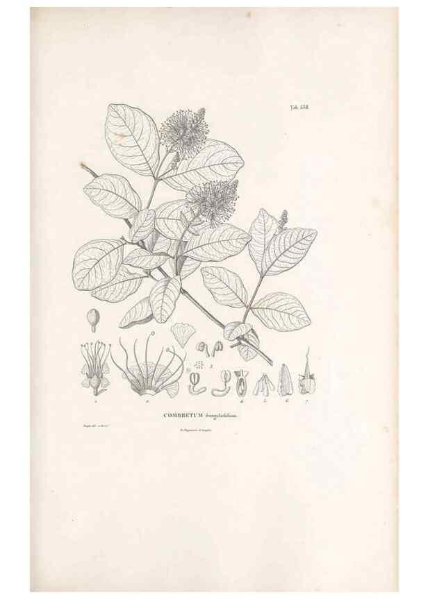 Reproducción/Reproduction 49521247643: Nova genera et species plantarum :. Antverpiae :Ex officina Christophori Plantini ...,1576.. 