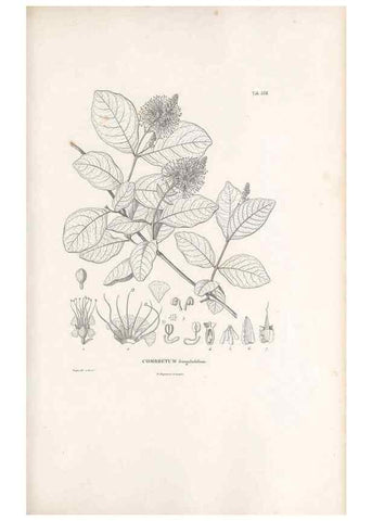 Reproducción/Reproduction 49521247643: Nova genera et species plantarum :. Antverpiae :Ex officina Christophori Plantini ...,1576.. 