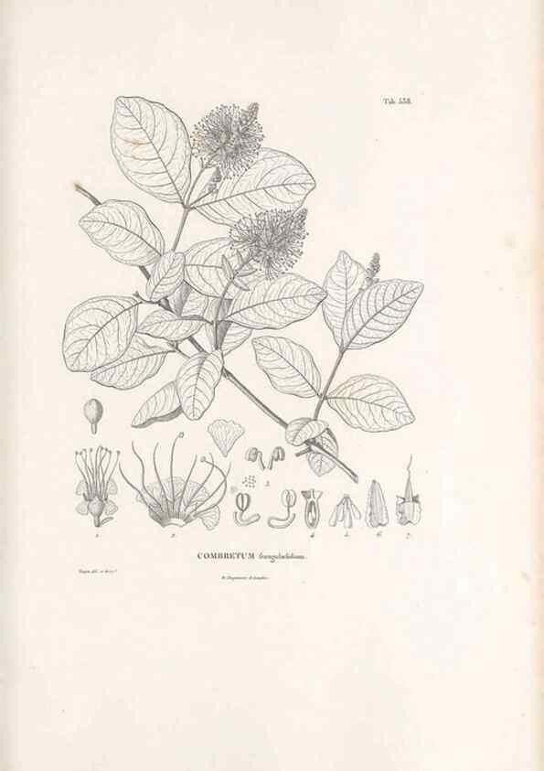 Reproducción/Reproduction 49521247643: Nova genera et species plantarum :. Antverpiae :Ex officina Christophori Plantini ...,1576.. 