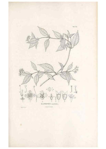 Reproducción/Reproduction 49521247983: Nova genera et species plantarum :. Antverpiae :Ex officina Christophori Plantini ...,1576.. 