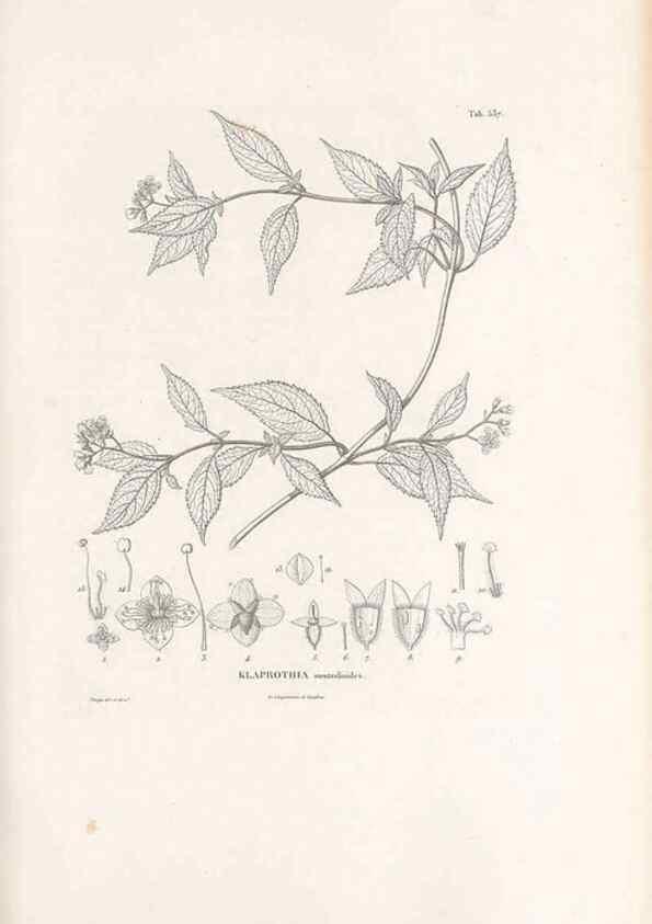 Reproducción/Reproduction 49521247983: Nova genera et species plantarum :. Antverpiae :Ex officina Christophori Plantini ...,1576.. 