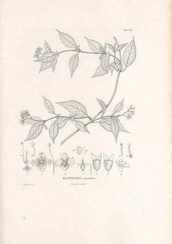 Reproducción/Reproduction 49521247983: Nova genera et species plantarum :. Antverpiae :Ex officina Christophori Plantini ...,1576.. 