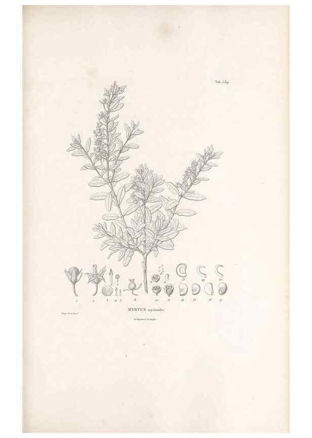 Reproducción/Reproduction 49521984067: Nova genera et species plantarum :. Antverpiae :Ex officina Christophori Plantini ...,1576.. 