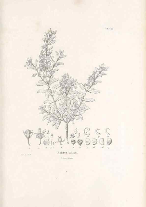 Reproducción/Reproduction 49521984067: Nova genera et species plantarum :. Antverpiae :Ex officina Christophori Plantini ...,1576.. 