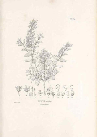 Reproducción/Reproduction 49521984067: Nova genera et species plantarum :. Antverpiae :Ex officina Christophori Plantini ...,1576.. 