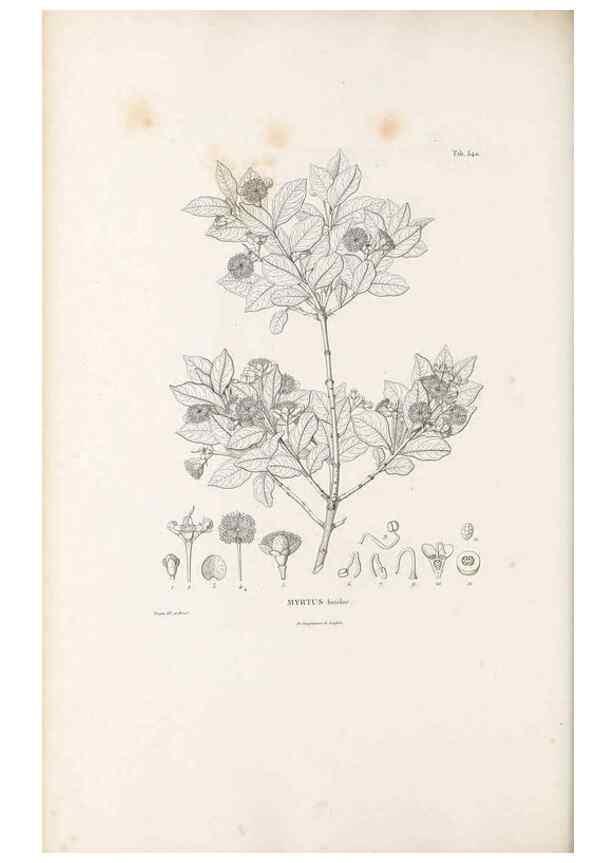 Reproducción/Reproduction 49521984342: Nova genera et species plantarum :. Antverpiae :Ex officina Christophori Plantini ...,1576.. 