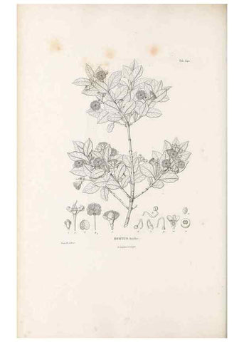 Reproducción/Reproduction 49521984342: Nova genera et species plantarum :. Antverpiae :Ex officina Christophori Plantini ...,1576.. 