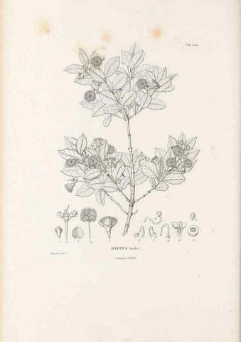 Reproducción/Reproduction 49521984342: Nova genera et species plantarum :. Antverpiae :Ex officina Christophori Plantini ...,1576.. 