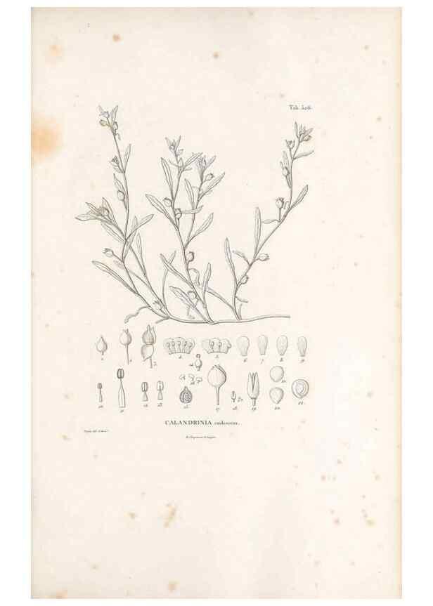 Reproducción/Reproduction 49521979812: Nova genera et species plantarum :. Antverpiae :Ex officina Christophori Plantini ...,1576.. 