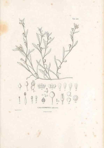 Reproducción/Reproduction 49521979812: Nova genera et species plantarum :. Antverpiae :Ex officina Christophori Plantini ...,1576.. 