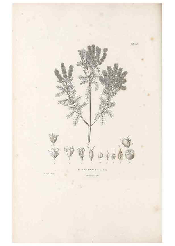 Reproducción/Reproduction 49521243433: Nova genera et species plantarum :. Antverpiae :Ex officina Christophori Plantini ...,1576.. 