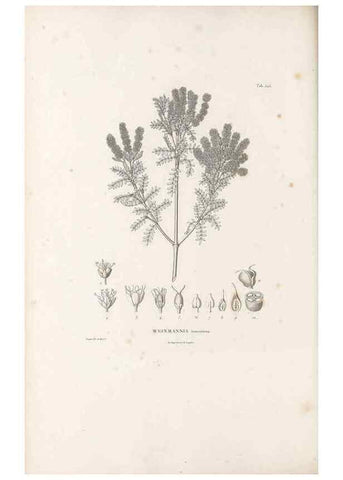 Reproducción/Reproduction 49521243433: Nova genera et species plantarum :. Antverpiae :Ex officina Christophori Plantini ...,1576.. 
