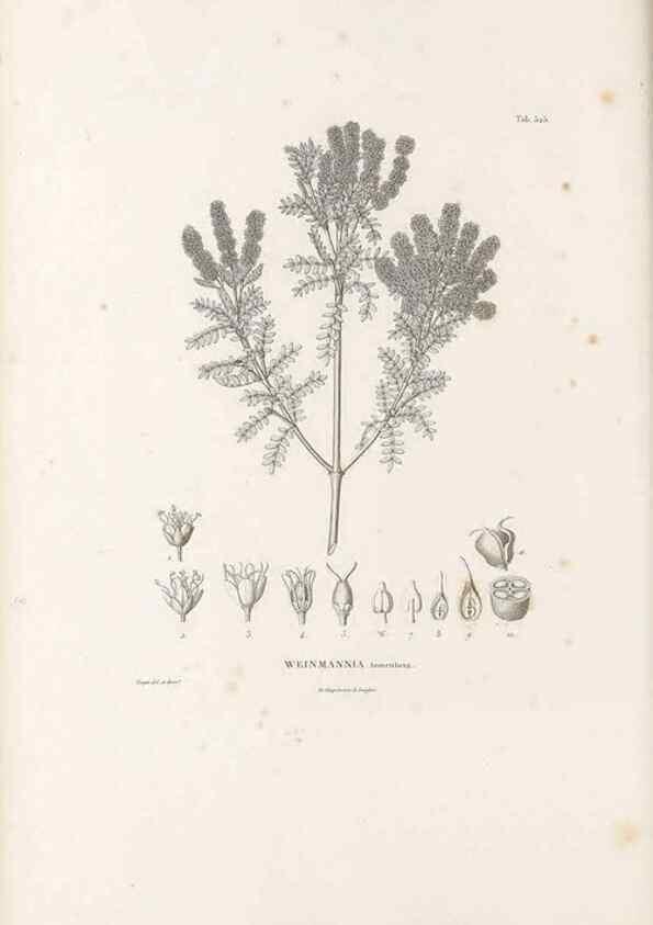 Reproducción/Reproduction 49521243433: Nova genera et species plantarum :. Antverpiae :Ex officina Christophori Plantini ...,1576.. 