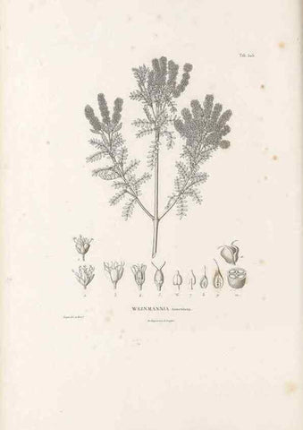 Reproducción/Reproduction 49521243433: Nova genera et species plantarum :. Antverpiae :Ex officina Christophori Plantini ...,1576.. 
