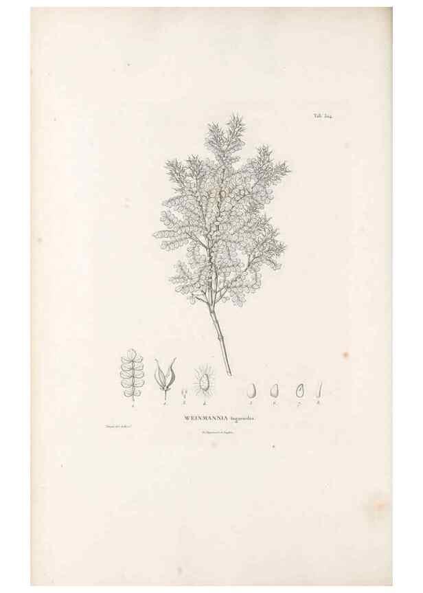 Reproducción/Reproduction 49521243118: Nova genera et species plantarum :. Antverpiae :Ex officina Christophori Plantini ...,1576.. 