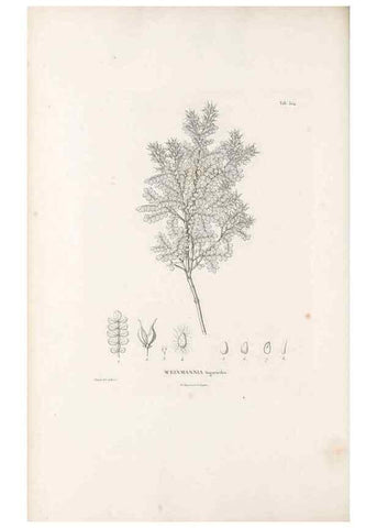 Reproducción/Reproduction 49521243118: Nova genera et species plantarum :. Antverpiae :Ex officina Christophori Plantini ...,1576.. 