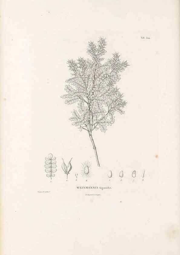 Reproducción/Reproduction 49521243118: Nova genera et species plantarum :. Antverpiae :Ex officina Christophori Plantini ...,1576.. 