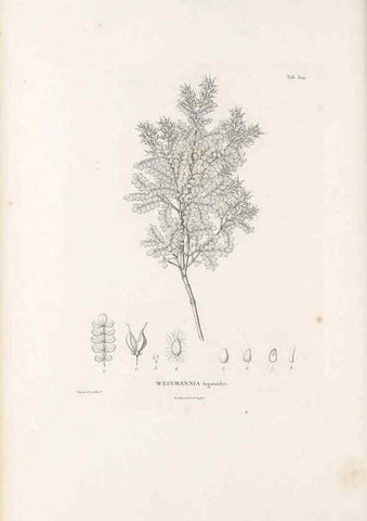 Reproducción/Reproduction 49521243118: Nova genera et species plantarum :. Antverpiae :Ex officina Christophori Plantini ...,1576.. 