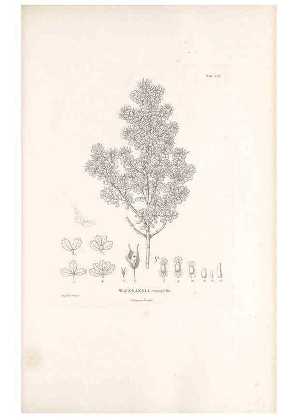 Reproducción/Reproduction 49521978852: Nova genera et species plantarum :. Antverpiae :Ex officina Christophori Plantini ...,1576.. 