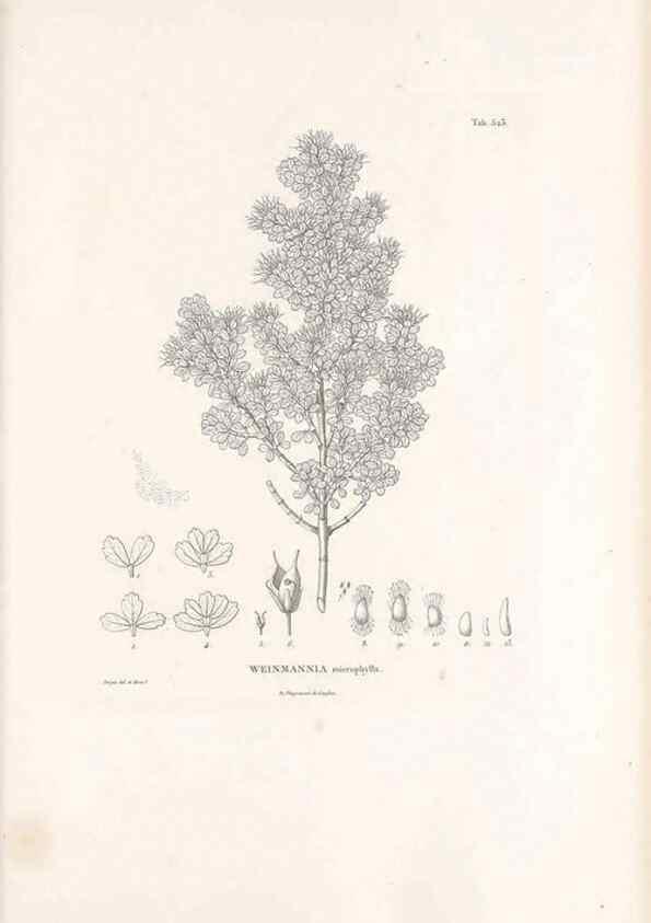 Reproducción/Reproduction 49521978852: Nova genera et species plantarum :. Antverpiae :Ex officina Christophori Plantini ...,1576.. 