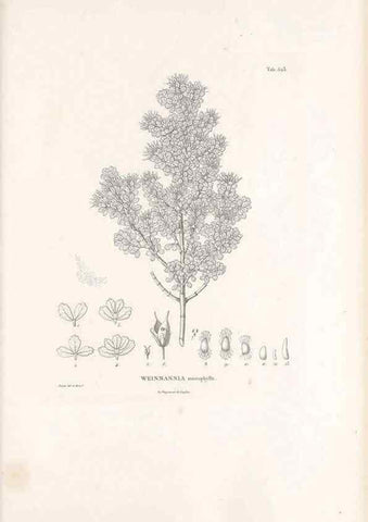 Reproducción/Reproduction 49521978852: Nova genera et species plantarum :. Antverpiae :Ex officina Christophori Plantini ...,1576.. 