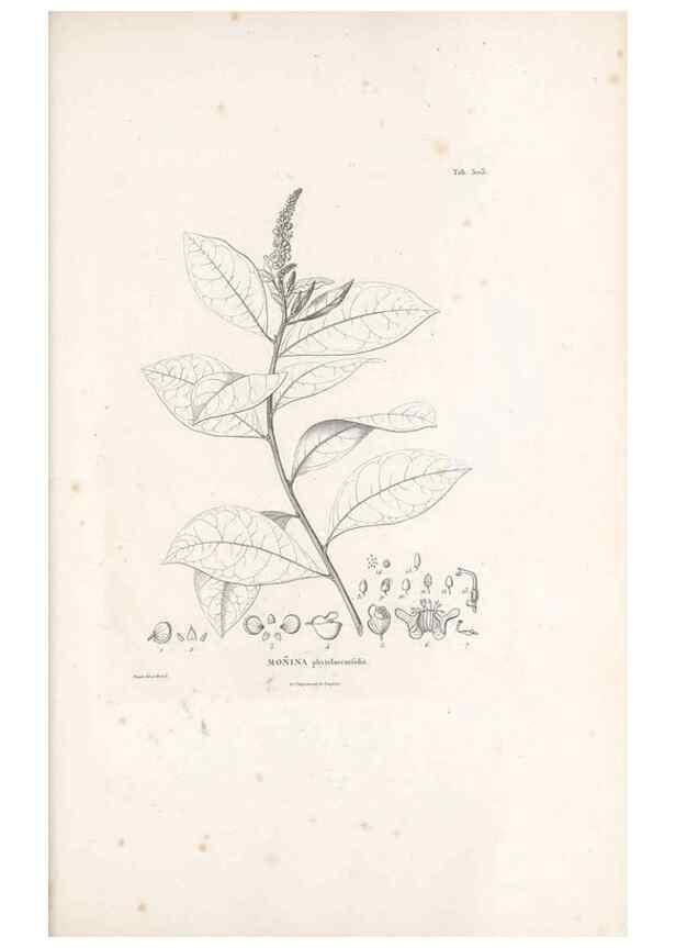 Reproducción/Reproduction 49521932902: Nova genera et species plantarum :. Antverpiae :Ex officina Christophori Plantini ...,1576.. 