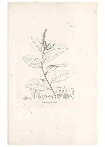 Reproducción/Reproduction 49521932902: Nova genera et species plantarum :. Antverpiae :Ex officina Christophori Plantini ...,1576.. 