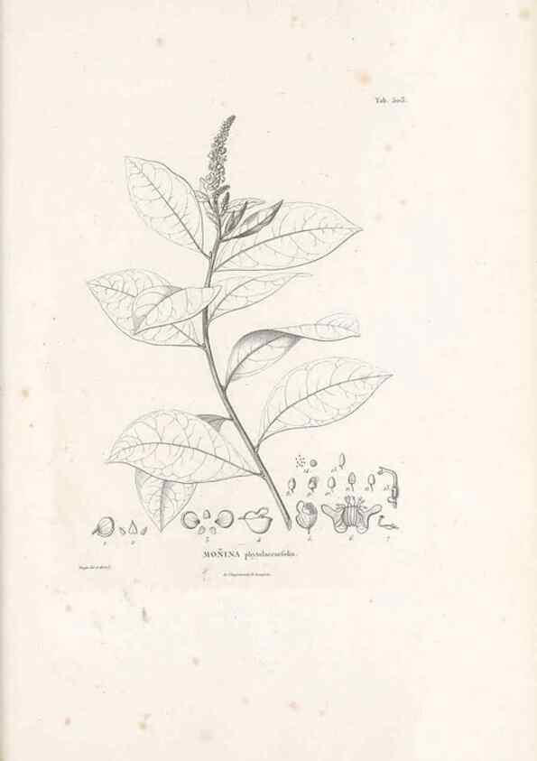 Reproducción/Reproduction 49521932902: Nova genera et species plantarum :. Antverpiae :Ex officina Christophori Plantini ...,1576.. 