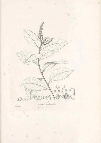 Reproducción/Reproduction 49521932902: Nova genera et species plantarum :. Antverpiae :Ex officina Christophori Plantini ...,1576.. 