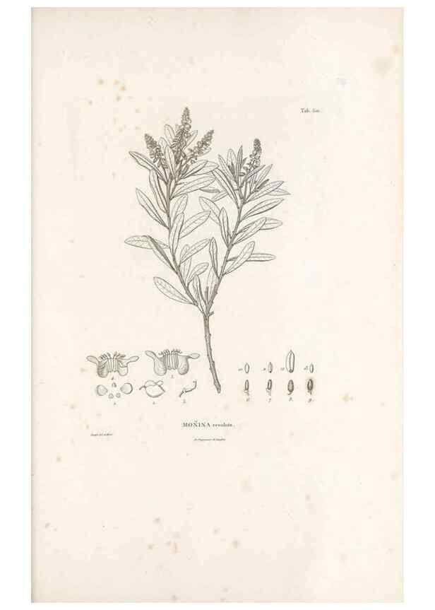 Reproducción/Reproduction 49521720671: Nova genera et species plantarum :. Antverpiae :Ex officina Christophori Plantini ...,1576.. 