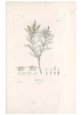 Reproducción/Reproduction 49521720671: Nova genera et species plantarum :. Antverpiae :Ex officina Christophori Plantini ...,1576.. 