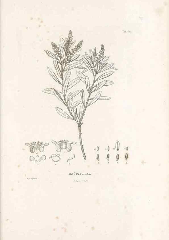 Reproducción/Reproduction 49521720671: Nova genera et species plantarum :. Antverpiae :Ex officina Christophori Plantini ...,1576.. 