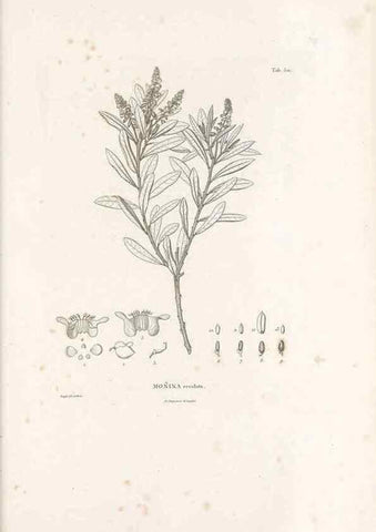 Reproducción/Reproduction 49521720671: Nova genera et species plantarum :. Antverpiae :Ex officina Christophori Plantini ...,1576.. 