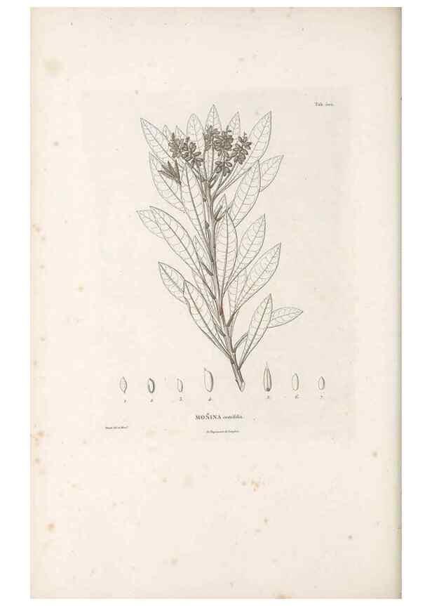 Reproducción/Reproduction 49521196813: Nova genera et species plantarum :. Antverpiae :Ex officina Christophori Plantini ...,1576.. 