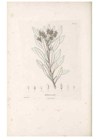 Reproducción/Reproduction 49521196813: Nova genera et species plantarum :. Antverpiae :Ex officina Christophori Plantini ...,1576.. 
