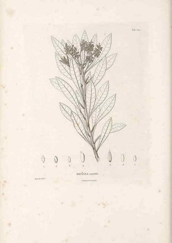 Reproducción/Reproduction 49521196813: Nova genera et species plantarum :. Antverpiae :Ex officina Christophori Plantini ...,1576.. 