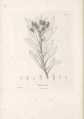 Reproducción/Reproduction 49521196813: Nova genera et species plantarum :. Antverpiae :Ex officina Christophori Plantini ...,1576.. 