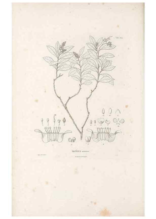 Reproducción/Reproduction 49521933912: Nova genera et species plantarum :. Antverpiae :Ex officina Christophori Plantini ...,1576.. 