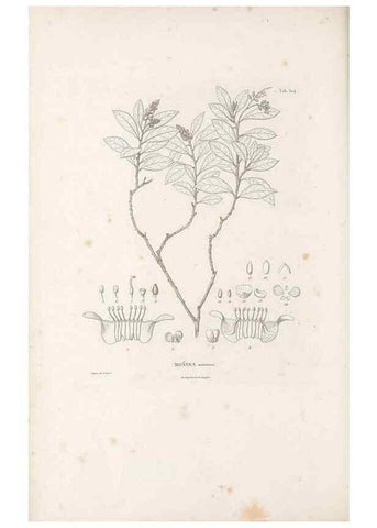 Reproducción/Reproduction 49521933912: Nova genera et species plantarum :. Antverpiae :Ex officina Christophori Plantini ...,1576.. 
