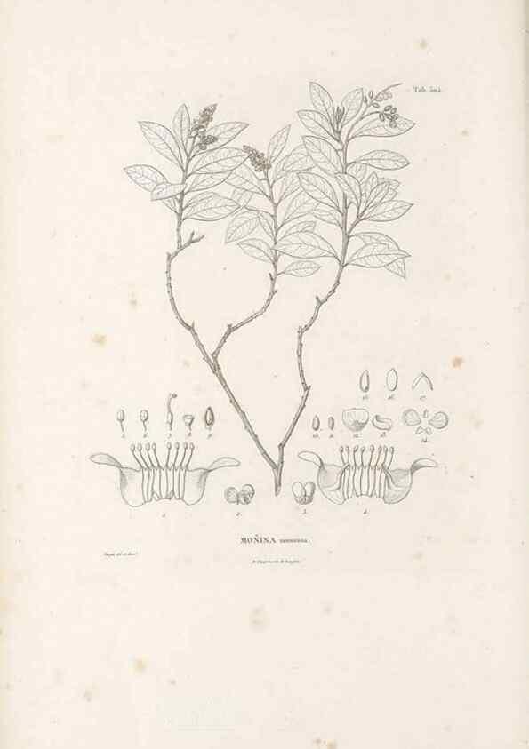Reproducción/Reproduction 49521933912: Nova genera et species plantarum :. Antverpiae :Ex officina Christophori Plantini ...,1576.. 